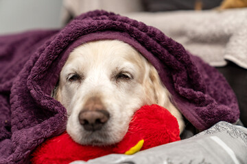 Cute Senior Golden Retriever Sleeping, Relaxing, Looking Under Blanket, Cozy Winter Dog Nap,  Peaceful Pet Resting on Bed, Warm and Fluffy Canine Comfort, Adorable Dog Wrapped in Soft Purple Blanket