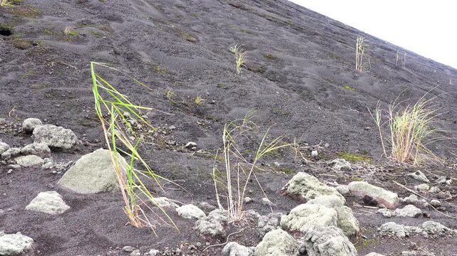 These are so-called pioneer plants. These species were first to settle on slag fields (pyroclastic deposits (detrital materia, dejectionl)) after eruption of Soputan volcano. Sulawesi Island