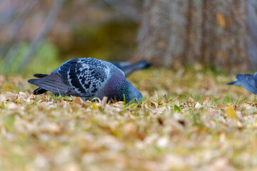 落ち葉の上で餌を探すハト