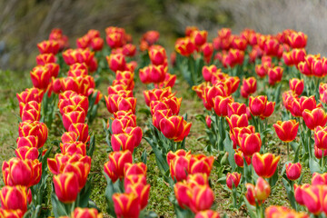 赤と黄色のチューリップ畑の美しい風景
