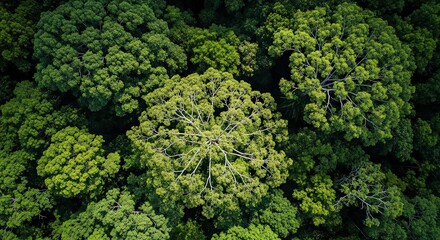 green broccoli background