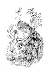 vector illustration of a peacock, colouring page 