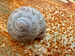 Natural Snail Shell on Distressed Vintage Wall Background Closeup. High quality photo
