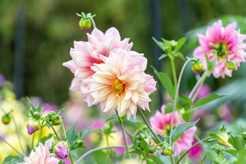 Fototapeta premium 淡いピンク色に咲く美しいダリアの花