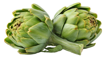 Fototapeta premium Two fresh green artichokes together