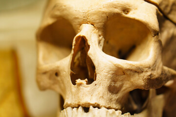 A close up photograph of a skull