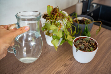 Female hand watering dry houseplants from a glass pitcher after a long absence. Restoring care, emotional reconnection, and hope for revival.