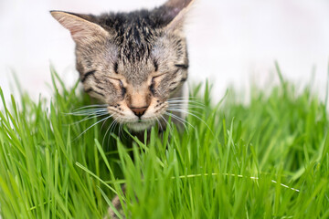 indoor cat eating fresh green cat grass for digestion and hairball relief on wooden floor, natural...