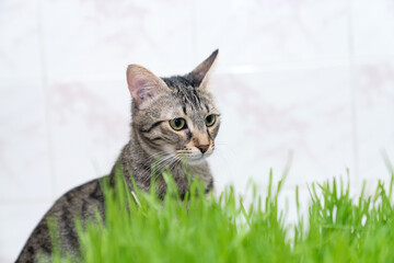 indoor cat eating fresh green cat grass for digestion and hairball relief on wooden floor, natural...