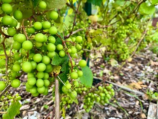 closeup reveals the grapes natural bloom and vibrant colors that appeal to food and wine enthusiasts