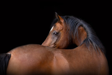 Elegant bay thoroughbred horse portrait on black background