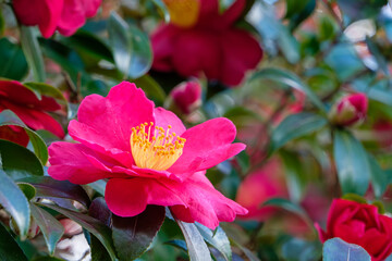 鮮やかな山茶花の赤い花のクローズアップ