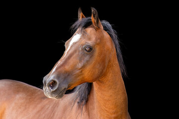 Fototapeta premium Elegant bay thoroughbred horse portrait on black background