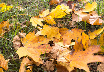 Brown and yellow autumn leaves lie on the ground in a thick carpet. Top view