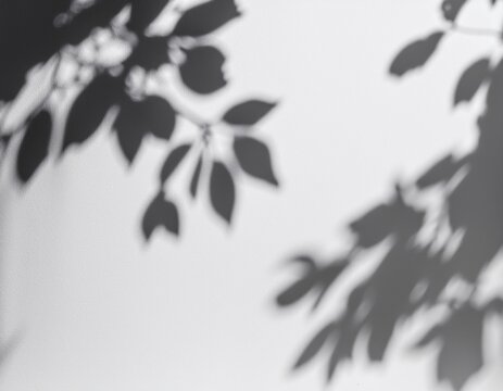 tree branches shadows gobo effect on a white background uhd ratio realistic soft shadows for multiply blend mode for mockups light casting on a surface opacity pure black soft opacity