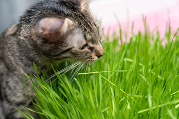 indoor cat eating fresh green cat grass for digestion and hairball relief on wooden floor, natural remedy for feline health, wellness and grooming care in cozy home environment