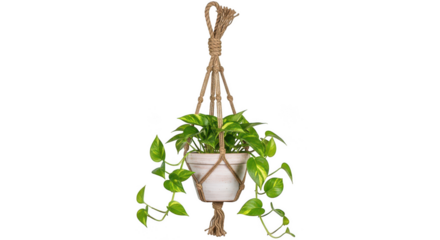 Green pothos plant in a macrame hanger isolated on transparent background