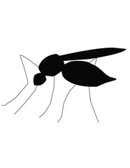 mosquito isolated on white background