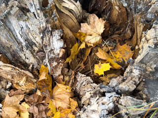 A closeup of the ground covered in dried branches and leaves under the sunlight in autumn