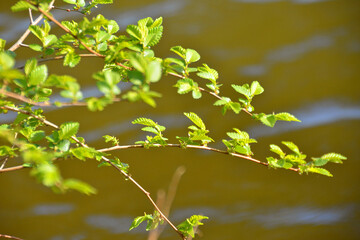 young branches with green leaves spring nature macro