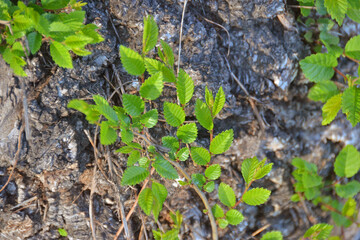 
young branches with green leaves spring nature macro against the background of the trunk of an adult tree