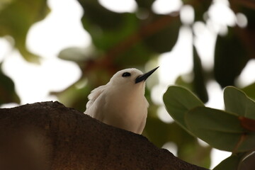 dove on branch