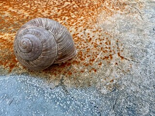 Natural Snail Shell on Distressed Vintage Wall Background Closeup. High quality photo