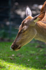 reh von der seite mit geschlossenen augen
