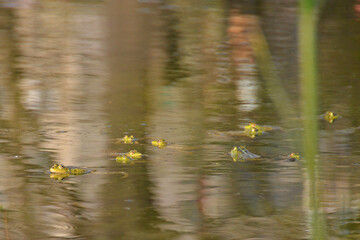 green frogs swim in water reservoir nature summer
