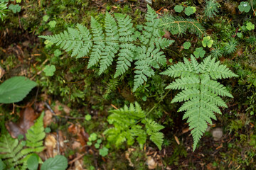 Green leaves close up, abstract green texture, nature background. Forest flora
