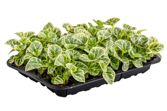 Variegated green plant sprouts in black tray isolated on transparent background