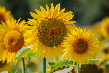 Sonnenblume auf einem sonnenblumenfeld