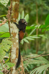 The brown-mantled tamarin (Leontocebus fuscicollis), also known as Spix's saddle-back tamarin, is a species of saddle-back tamarin.