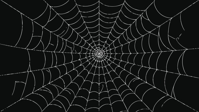 Spider web on black background. Halloween spiderweb. Vector illustration.
