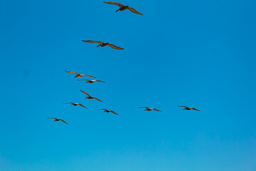 Fototapeta premium birds in flight