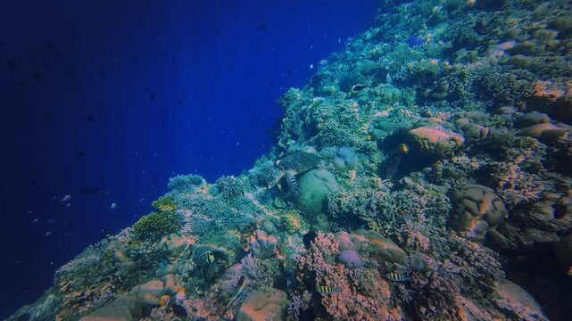 Hawksbill Sea Turtle - Eretmochelys imbricata, sea turtle in Cheloniidae sharp, curving beak with prominent tomium. Adult huge turtle under the water feeds on the coral reef in Indonesia.