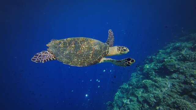 Hawksbill Sea Turtle - Eretmochelys imbricata, sea turtle in Cheloniidae sharp, curving beak with prominent tomium. Adult huge turtle under the water feeds on the coral reef in Indonesia.