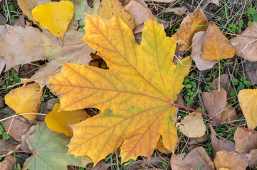 Beautiful branchs of maple tree with yellow bright leaves close-up. Early autumn time. Fallen gold foliage by soft sunlight. Orange nature background. Warm weather in sunny day.