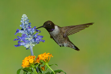 Black-chinned Hummingbird taken in Colorado