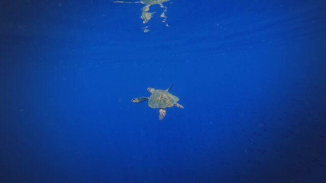 Hawksbill Sea Turtle - Eretmochelys imbricata, sea turtle in Cheloniidae sharp, curving beak with prominent tomium. Adult huge turtle under the water feeds on the coral reef in Indonesia.