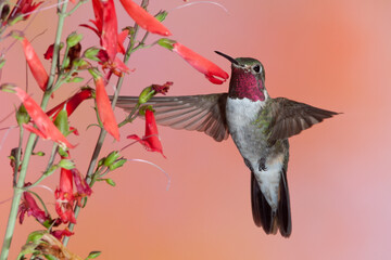 Broad-tailed Hummingbird male feeding at flowers taken in Colorado