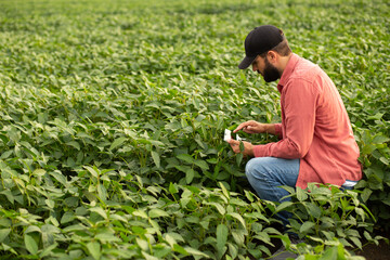 Modern young farmer holding a tablet and monitoring soybean plants in a green field, illustrating precision agriculture, crop monitoring, and smart farming technology