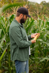 Vertical image of a modern young agronomist standing in a cornfield holding corn ear, inspecting crop ripeness and quality, agricultural research, sustainable farming, modern crop monitoring practices