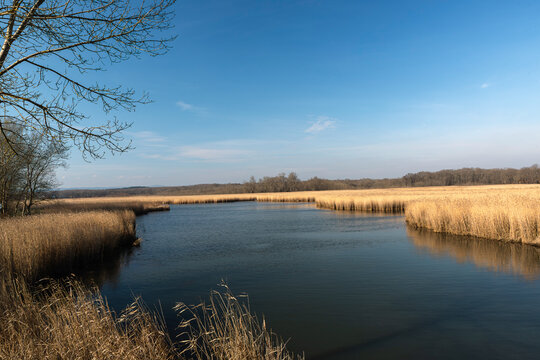 The natural landscape of the puddles and reeds among the longoz forests