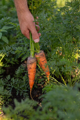 Vertical close-up image of male hands holding two freshly pulled carrots with soil, showcasing home gardening, sustainable lifestyle, and organic vegetable growing in a domestic garden