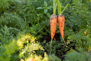 Two freshly pulled carrots with soil held against a background of a home garden bed, illuminated by warm natural sunlight, symbolizing home gardening, organic farming, and fresh produce