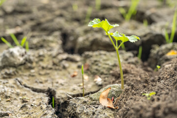 Detailed close-up of cracked dry soil surface with small green grass sprouts, symbolizing drought, climate change, and resilience of nature