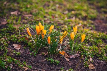 Bright yellow crocus flowers bloom among green grass in a springtime garden
