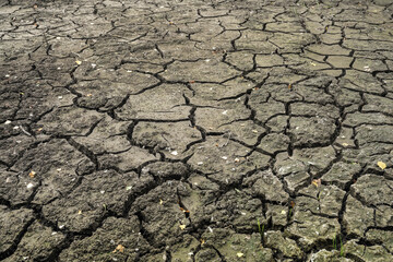 Detailed close-up of cracked dry soil surface with small green grass sprouts, symbolizing drought, climate change, and resilience of nature