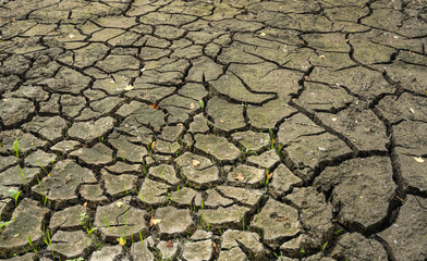Detailed close-up of cracked dry soil surface with small green grass sprouts, symbolizing drought, climate change, and resilience of nature